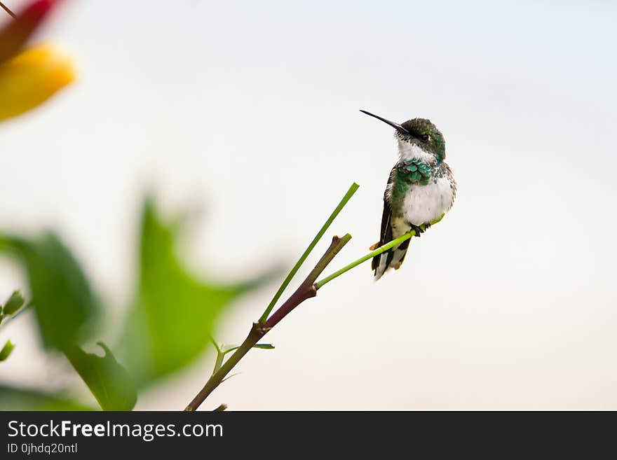 Hummingbird on Plant