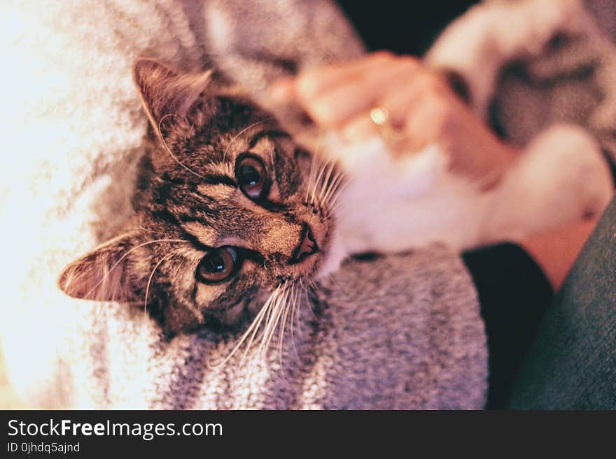 Close-Up Photography of Tabby Cat