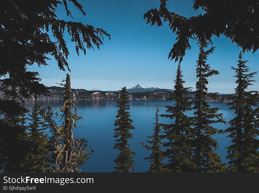 Green Trees Against Body of Water Photo