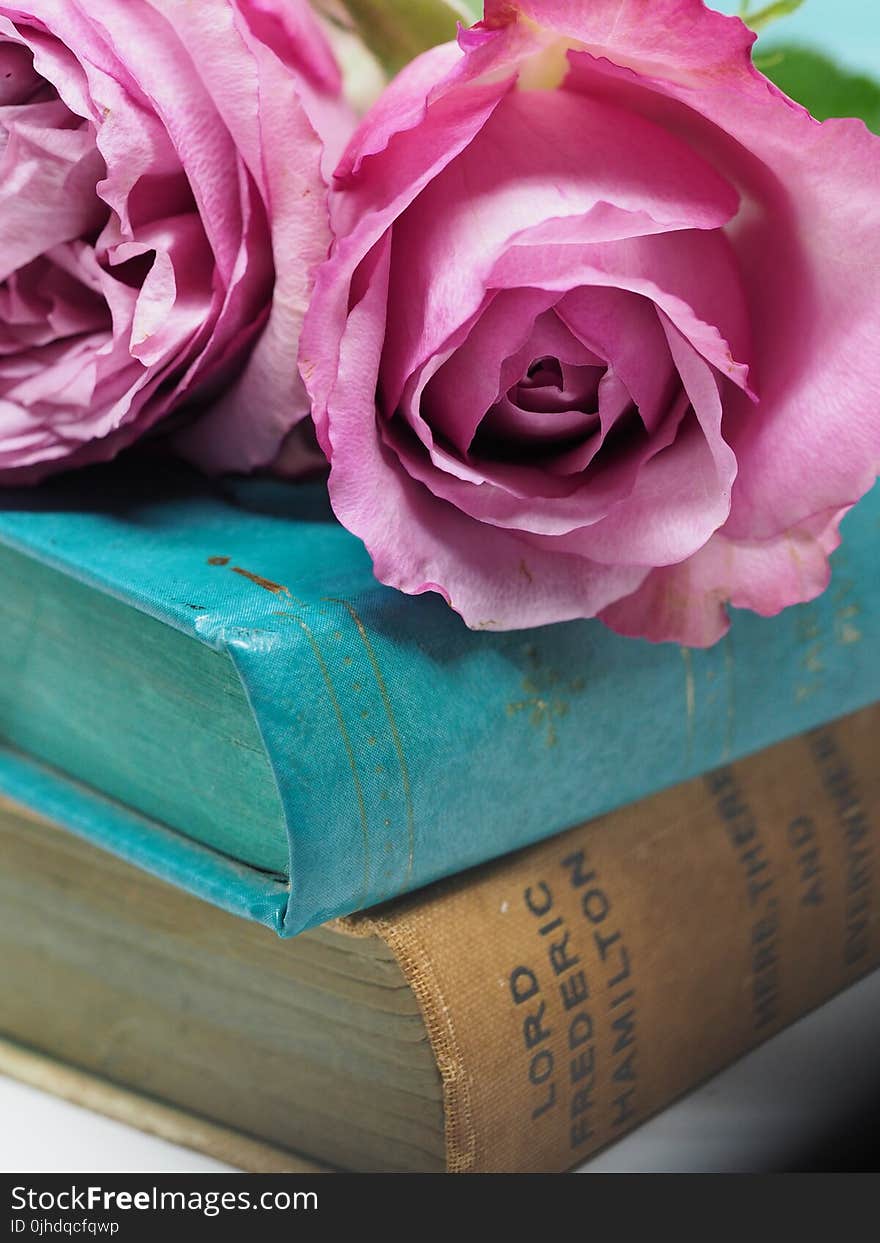 Pink Rose Flower on Blue Hardbound Books