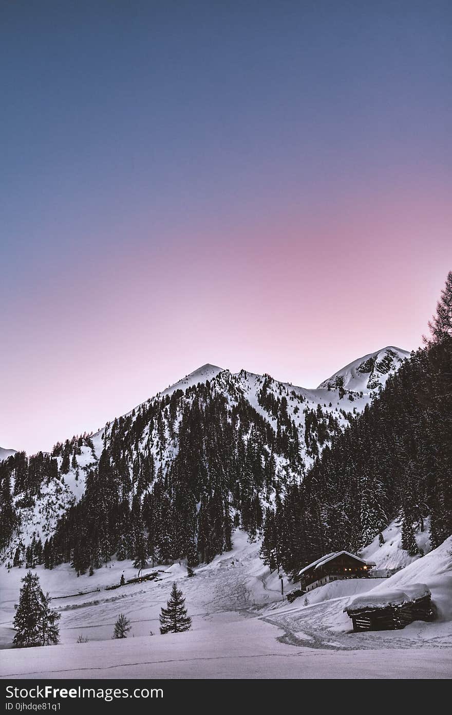 Snow Capped Mountain and Green Pine Trees