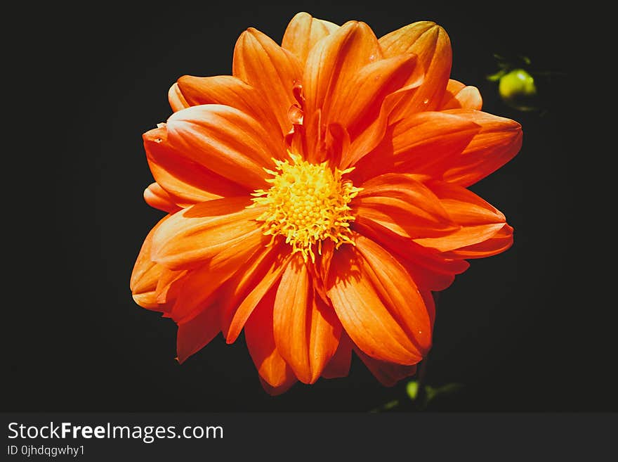 Orange Daisy Flower in Close-up Photography