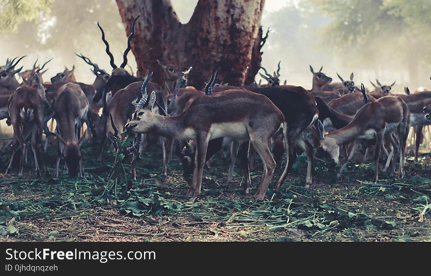 Wildlife Photography of Herd of Gazelle