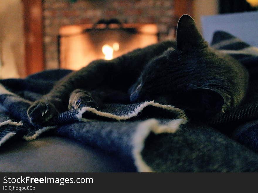 Cat Lying on Cloth