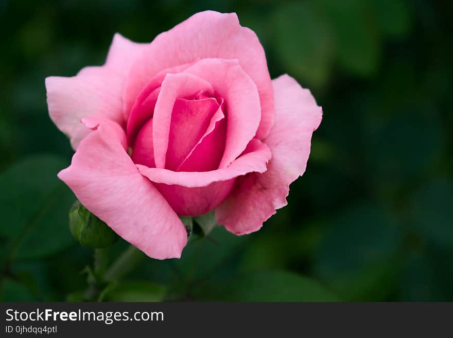 Closeup Photo of Pink Petaled Flower