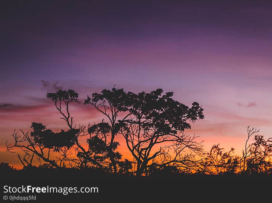 Silhouette of Tree during Orange Sunset