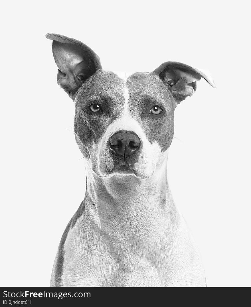 Closeup Photo of Short-coated White and Gray Dog