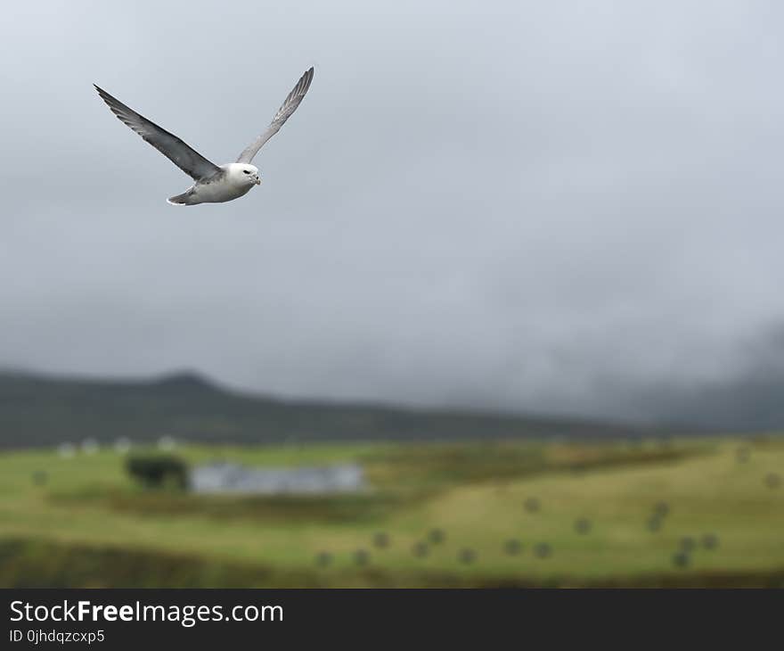 White and Gray Bird Flying