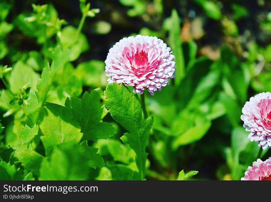 Pink Flower