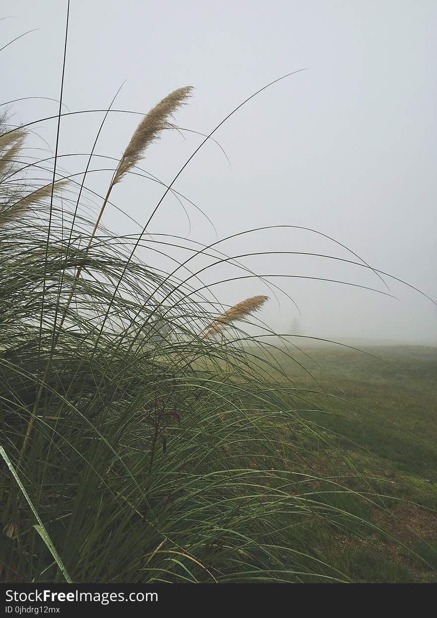 Green Grass during Day Time