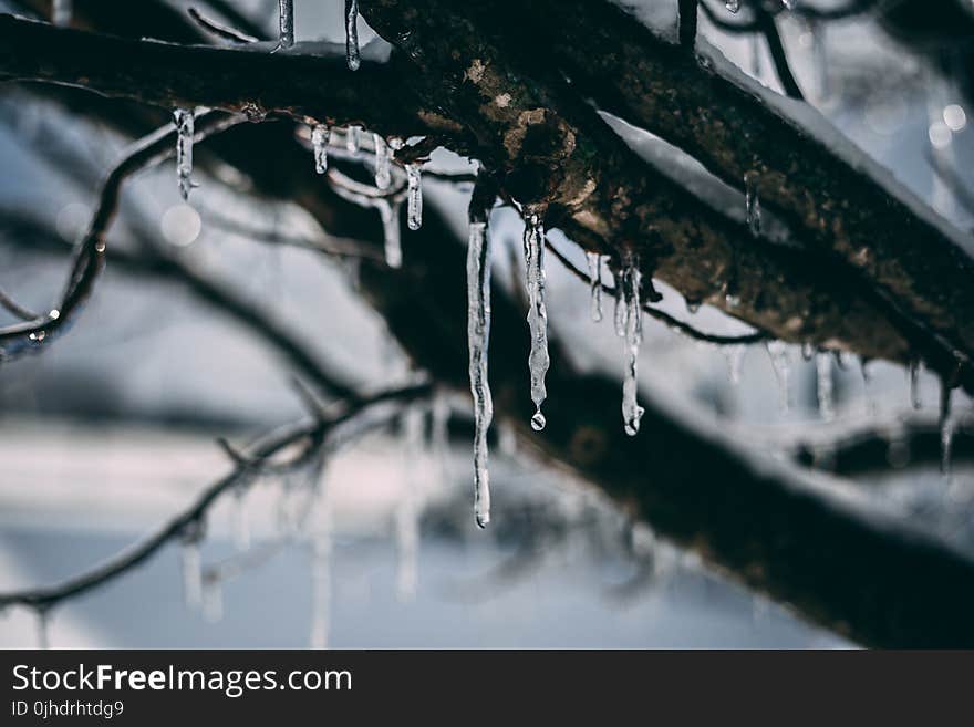 Frozen Water Droplet on Tree Branch