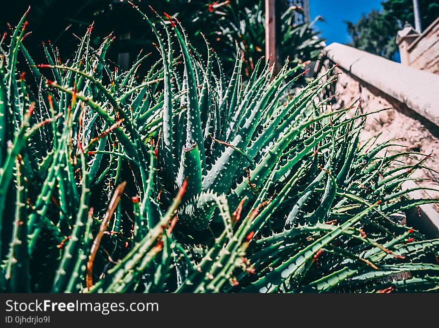 Aloe Vera