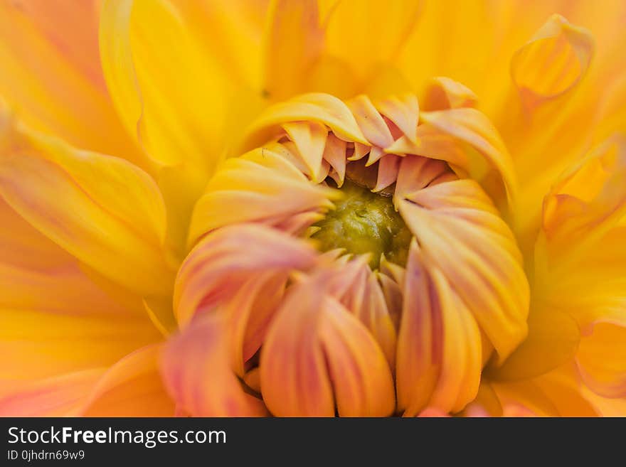 Orange Petaled Flower Plant