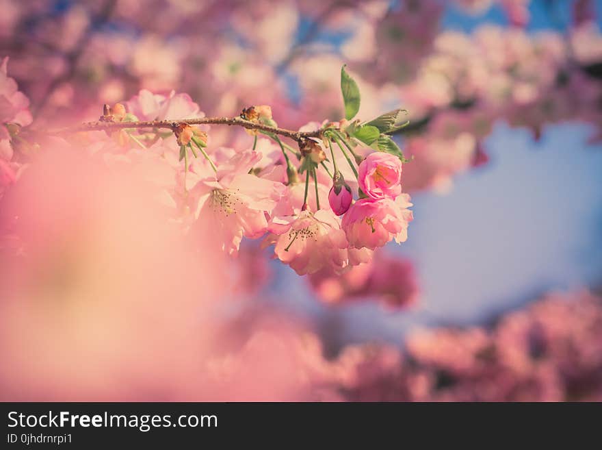 Shallow Photography of Pink Flower