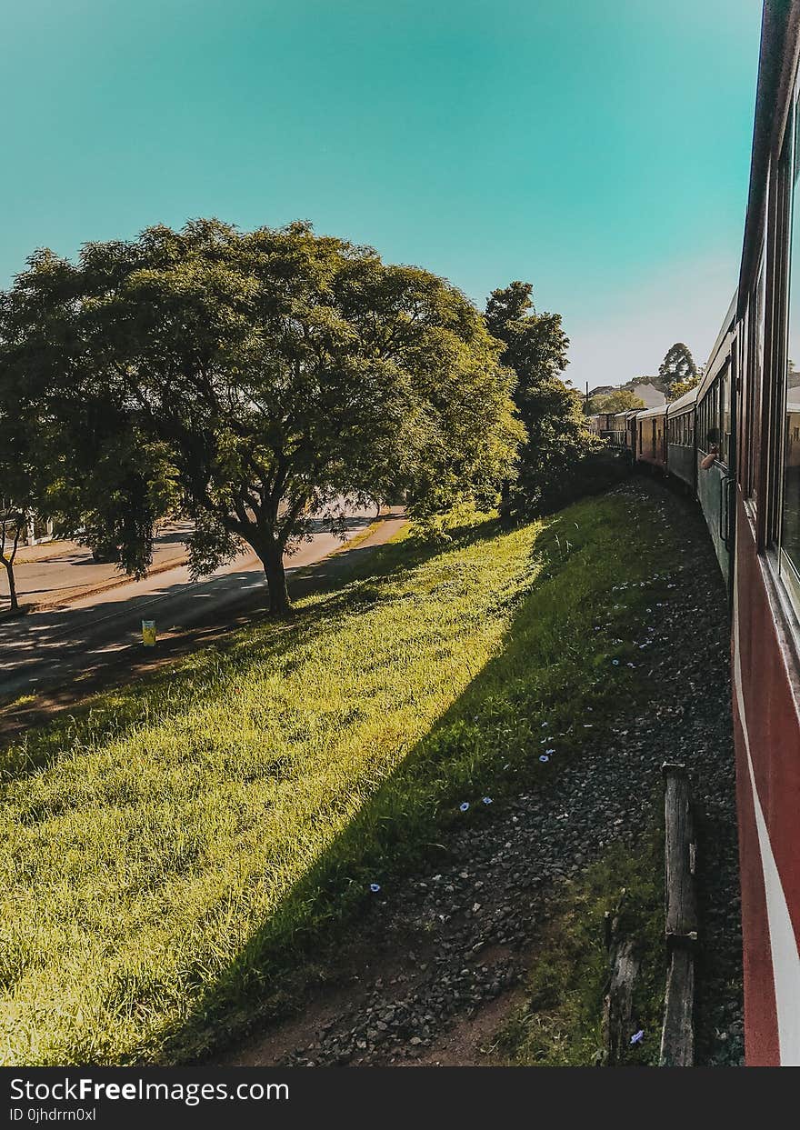 Green Leaf Tree Near Red Train at Daytime