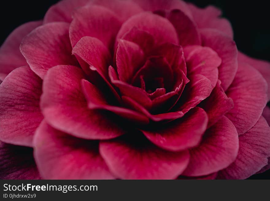 Close-Up Photography of Red Flower