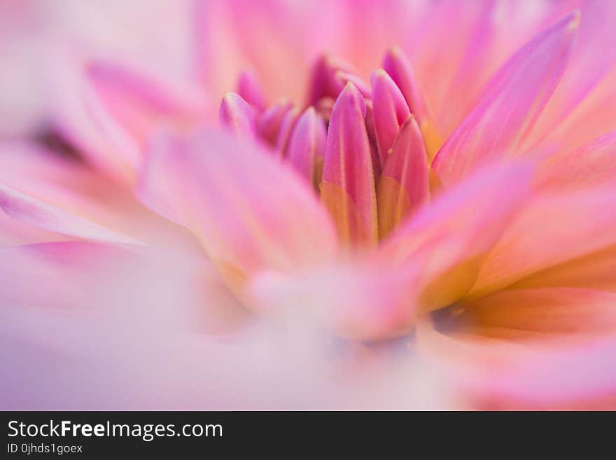 Macro Photography of Pink Flower