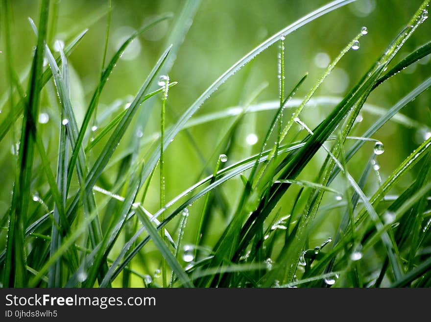 Macro Photography of Droplets on Grass