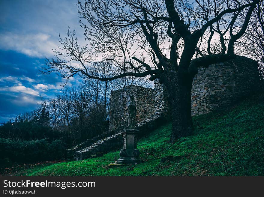 Leafless Tree Beside Gray Concrete Statue