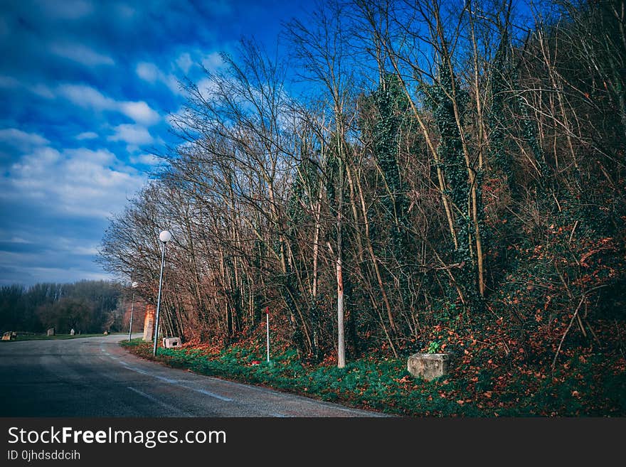 Trees By The Road