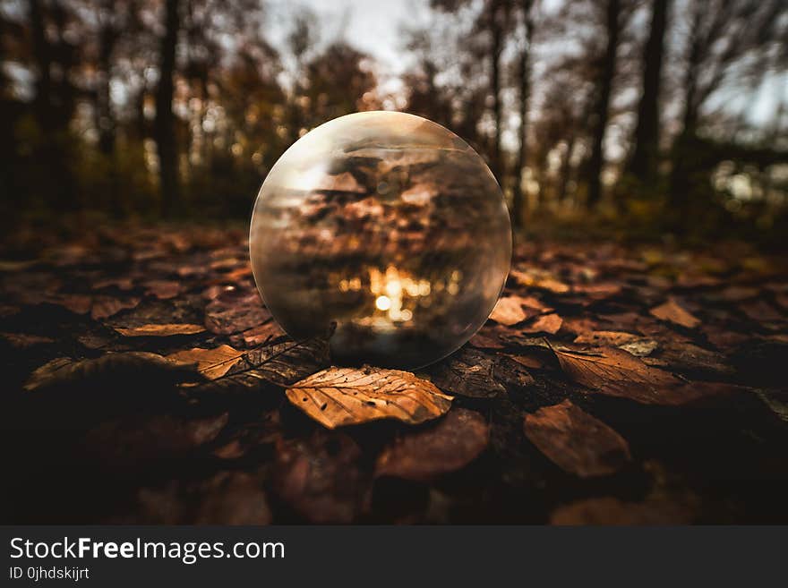 Selective Focus Photography of Clear Glass Ball on Brown Leaves on Ground