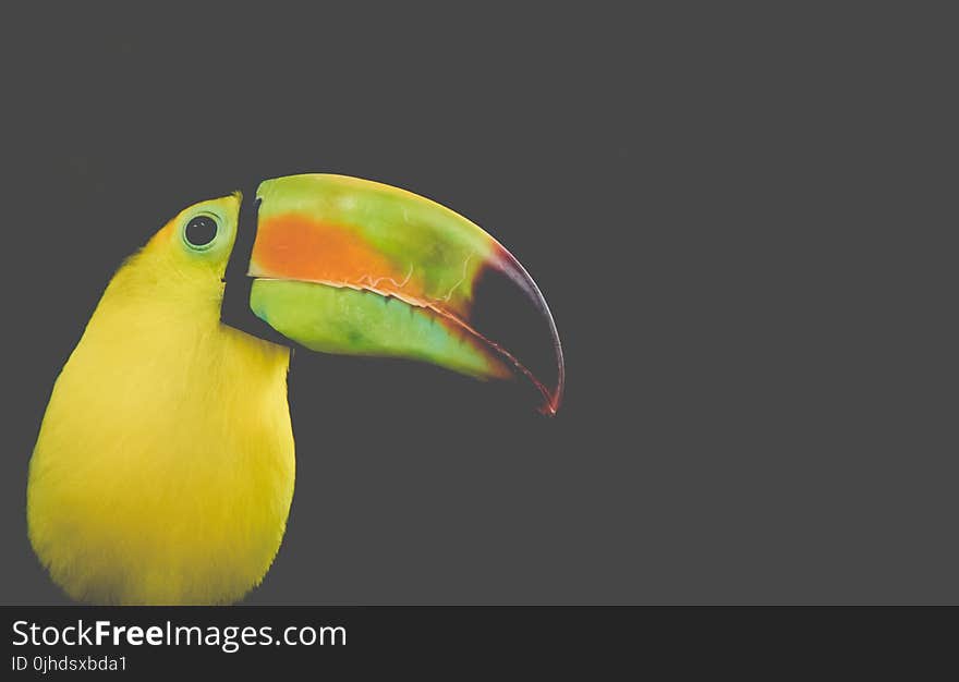 Black and Yellow Long-beak Bird Photo