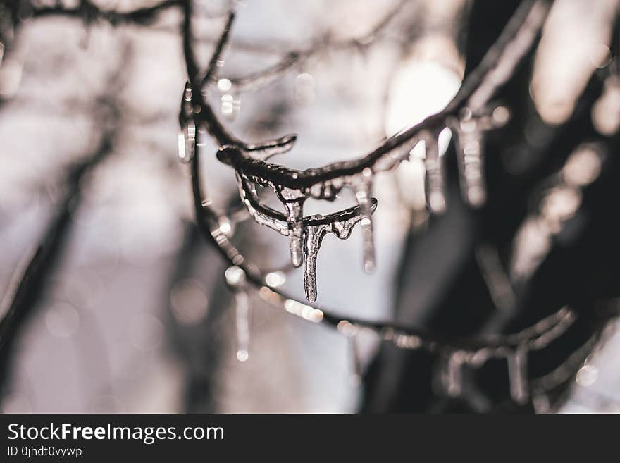 Close-up Photography Of Water On Branch