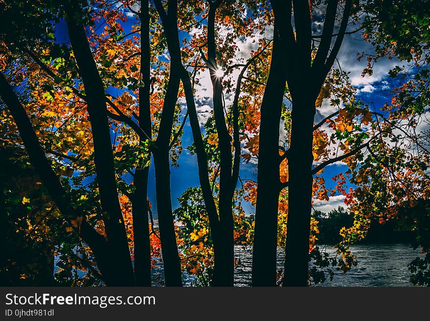 Silhouette of Trees