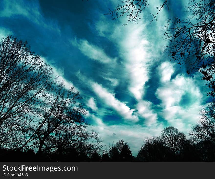 Trees and Clouds Photography