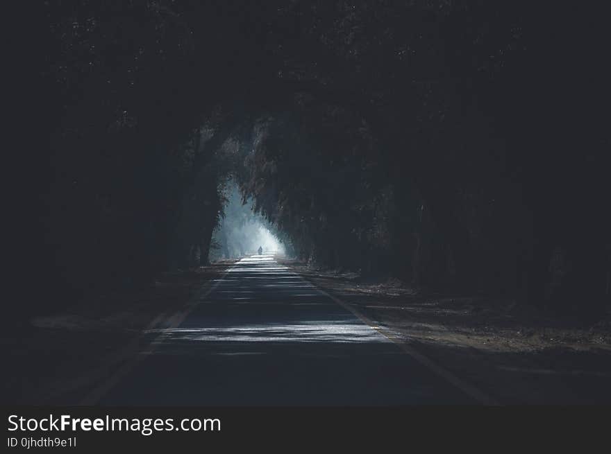 Concrete Road Surrounded by Trees