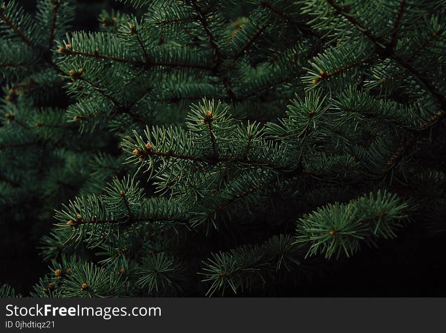 Green Pine Tree