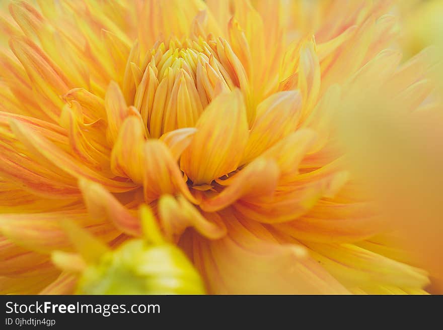 Close-Up Photography of Yellow Dahlia Flower