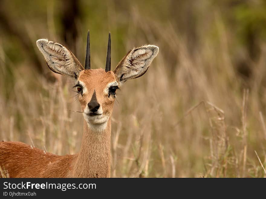 Selective Focus Photography of Brown Deer