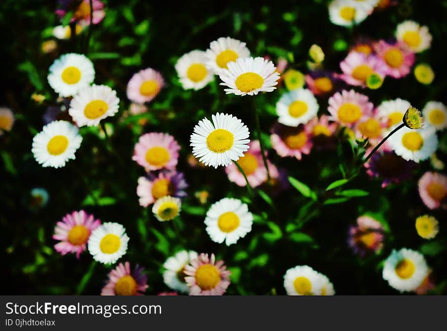 White Daisies