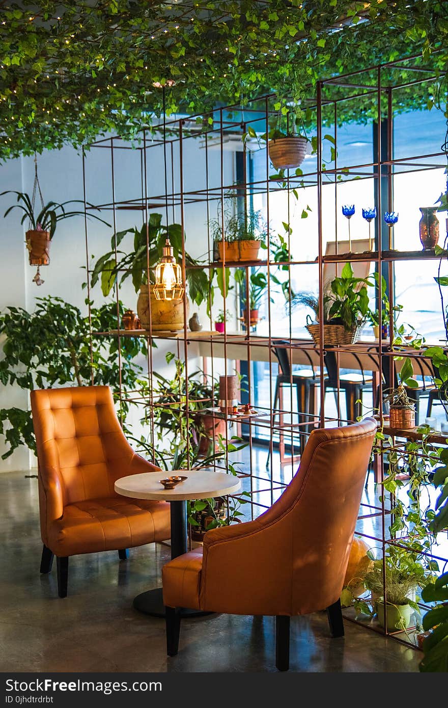 Photography of Table And Chairs Near Plants