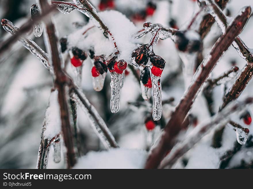 Macro Photography Of Red Cherries