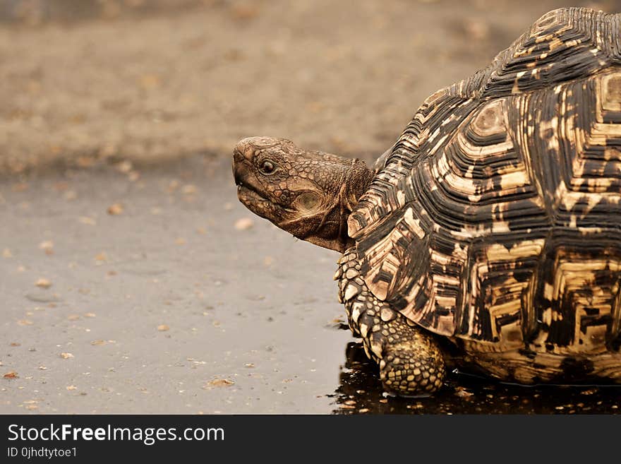 Brown Tortoise on Wet Surface