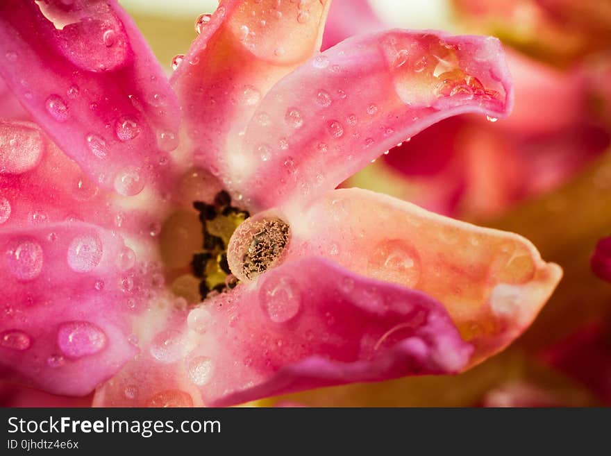 Close-Up Photography of Pink Flower