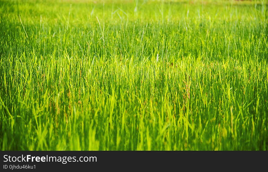 Grass Plain