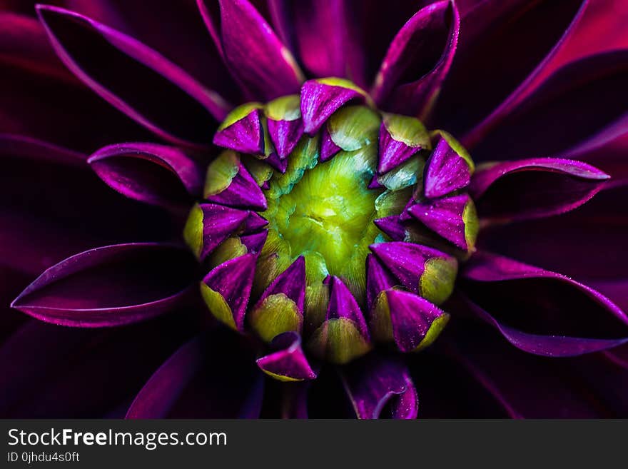 Macro Photography of Purple Dahlia Flower