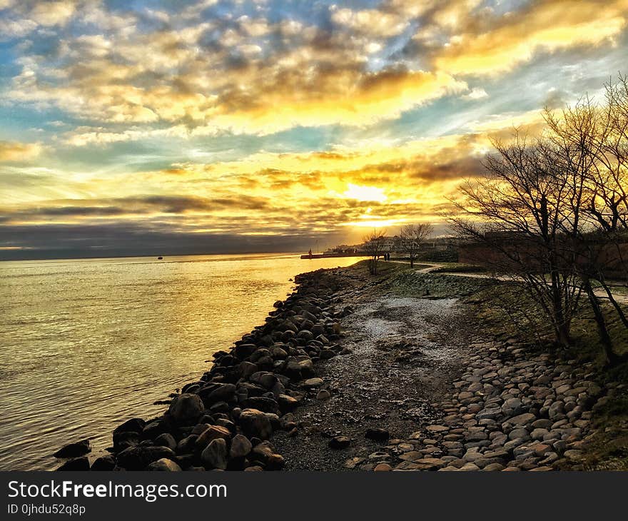 Bare Trees Near Seashore during Golden Hour