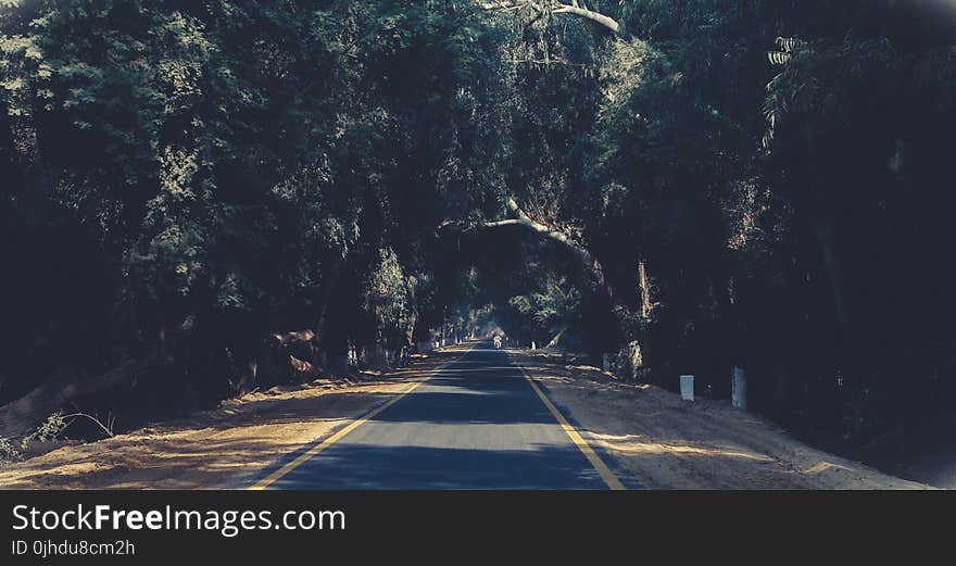 Photo of Asphalt Road Between Trees