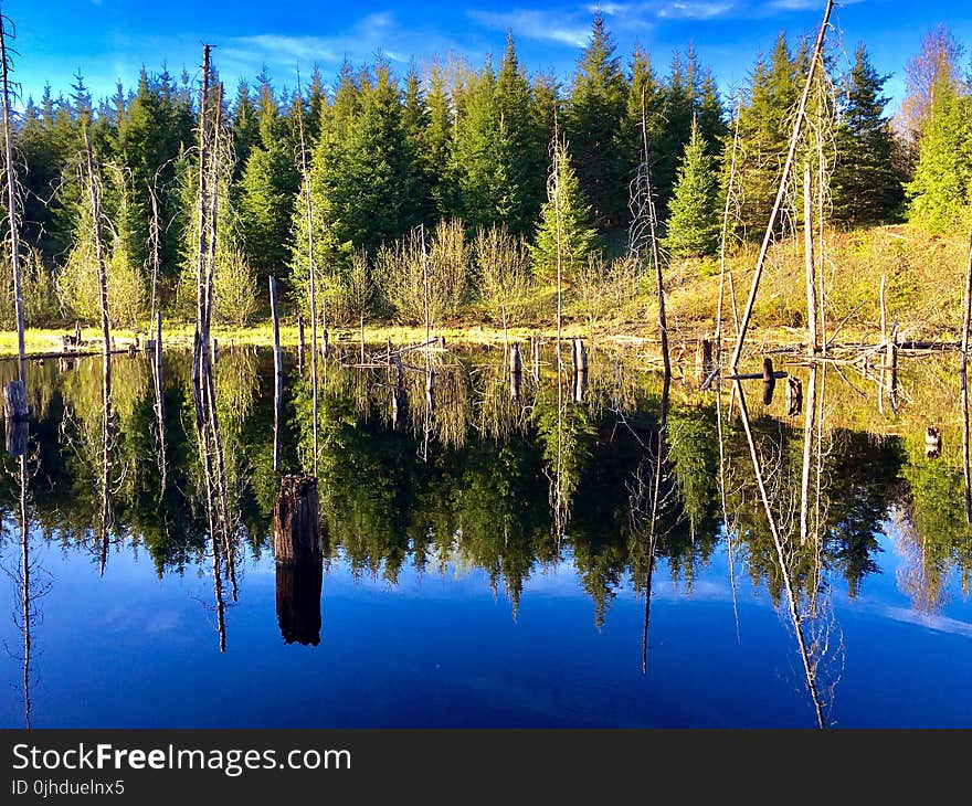 Photography of Trees Reflecting on Water