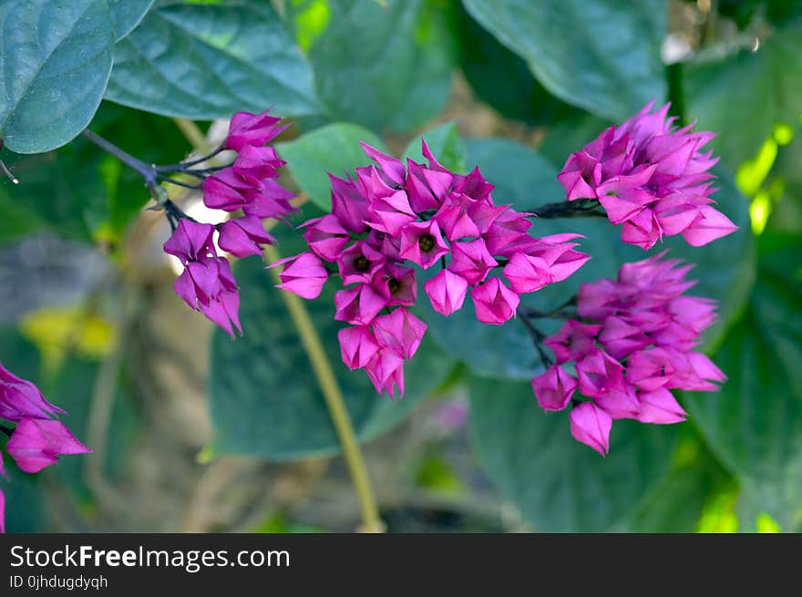 Shallow Focus Photography of Pink Flowers