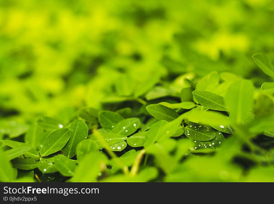 Macro Photography of Leaves