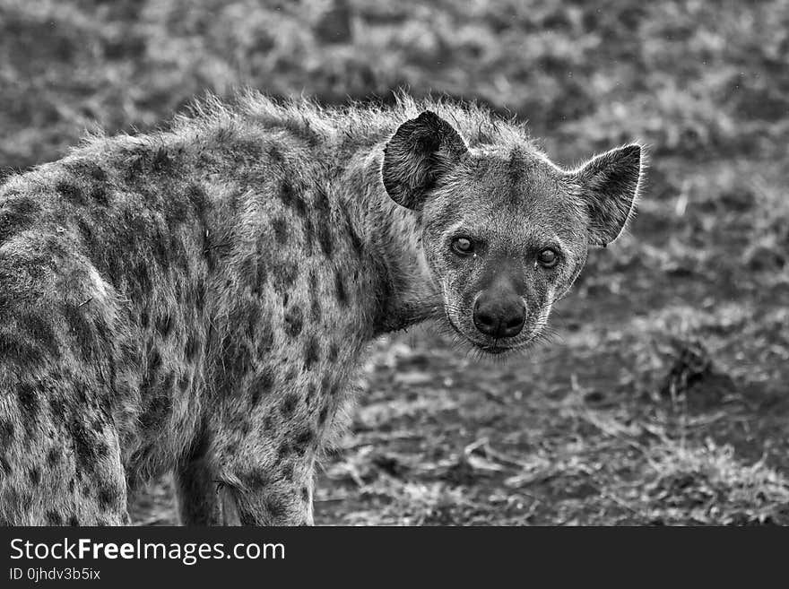 Grayscale Photography of Hyena