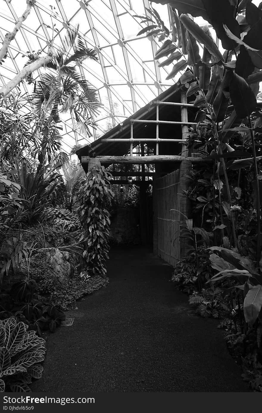 Variety of Plants Grayscale Photo