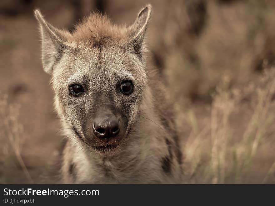 Closeup Photography of Grey and Tan Animal