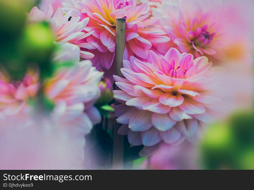 Close up Photography of Pink Dahlia Flowers