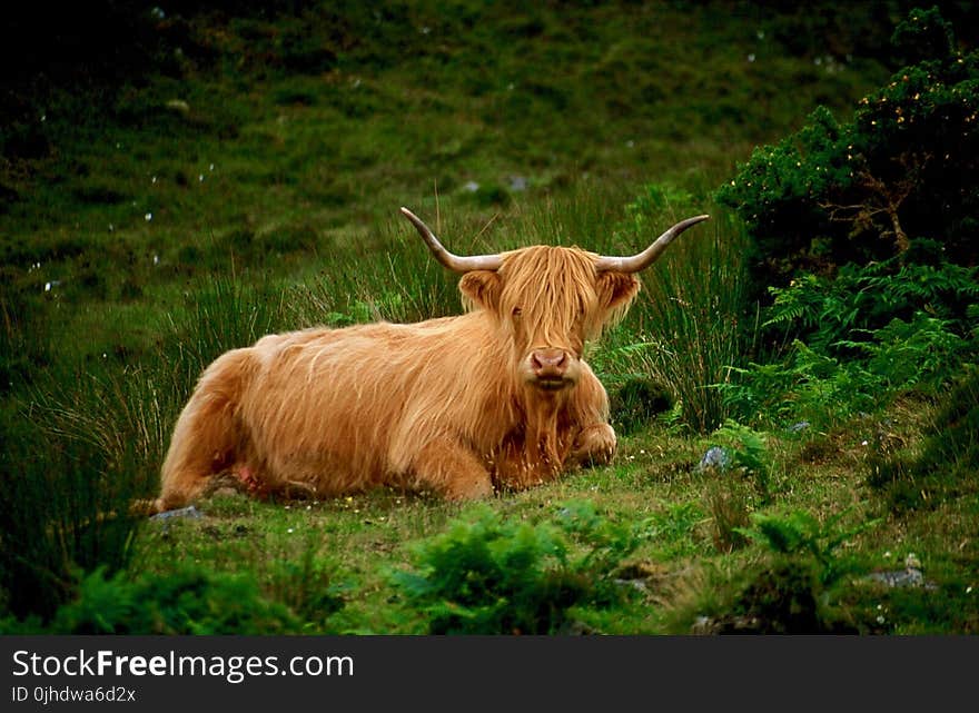 Brown Bison on Grass